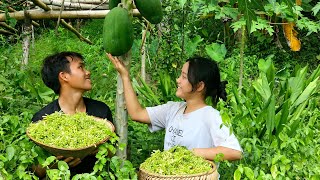 Making a Duck House Harvesting Male Papaya Flowers for Feed  Sung A Pao [upl. by Akinnej]