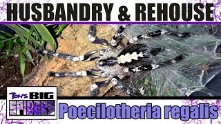 Poecilotheria regalis quotIndian Ornamentalquot Husbandry amp Rehouse [upl. by Yhcir359]