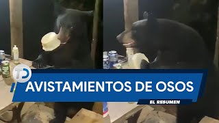 RESUMEN 2022  Avistamientos de osos en Monterrey [upl. by Eatnuahs658]