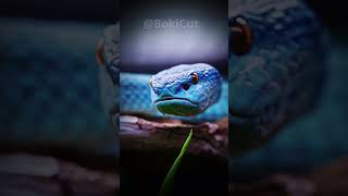 Blue pit viper [upl. by Katine]