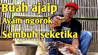 Tips atau cara mengobati ayam ngorok dengan buah [upl. by Annavoj47]