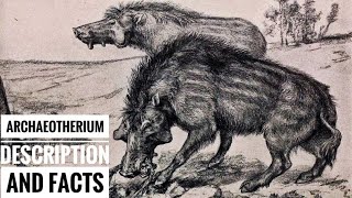 Archaeotherium  Description and Facts [upl. by Tirreg]