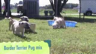 The Fab FiveBorder Terrier Pug mix puppies [upl. by Hussar]