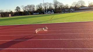 My dog sprinting 100m [upl. by Nnarefinnej836]