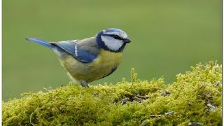 Cri dAlarme de Mésanges Bleues  Cyanistes caeruleus  Eurasian Blue Tit [upl. by Lesnah]