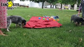 Outgoing Blue Heeler Puppies [upl. by Sophi186]