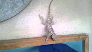 Steves PlaceFeeding Larry the Lizard [upl. by Claudius]