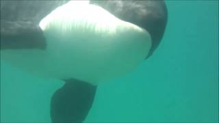 Swimming with wild Orca whales New Zealand [upl. by Yup337]