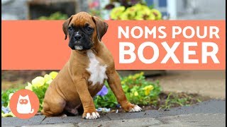 Noms de chiens boxer [upl. by Nitreb]