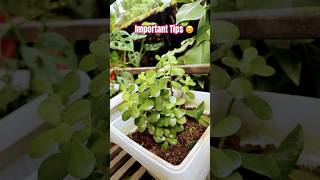 JADE PLANT🌱shortsjadeplant crassulaovatavastuvastutipsgardenaasamethuligardeningaasamethuli [upl. by Nirro]