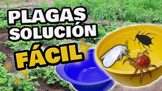 Elimina las PLAGAS en tus Plantas FÁCIL ⚡ MOSCA BLANCA Pulgones Minador  Trampas Cromáticas [upl. by Ilario]