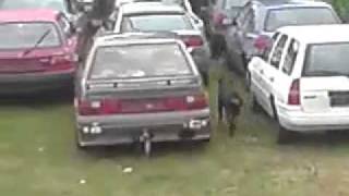 2 Turkish Kangal vs German Rottweiler YouTube [upl. by Einahteb]