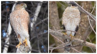 Épervier Brun amp Cooper  Sharpshinned amp Coopers Hawk [upl. by Hermine777]