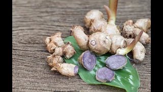 Black Ginger Natural Energy Booster Malaysia [upl. by Broddie]