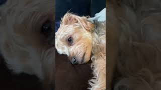 Dog corneal ulcer update [upl. by Greff190]