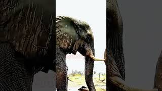 Two male elephants fight over the female elephant 108 animals wildlife [upl. by Adnoel]