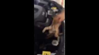 Rescuing a trapped kitten from a new 2014 Dodge Durango [upl. by Lapides]