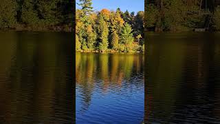 Muskoka River Fall Colors muskoka muskokalife fallcolors [upl. by Niawat866]