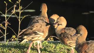 Plumed Whistling Duck 52 [upl. by Ostraw]