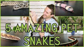 Five of the Best Pet Snakes You Could Possibly Get [upl. by Mode648]