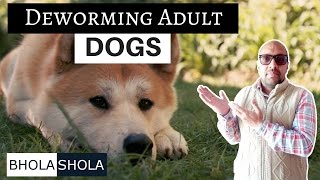 Pet Care  Deworming  Dewormed  Deworm  Adult and Growing Dog  Puppy  Bhola Shola [upl. by Euqinna332]