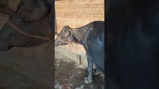 Murra top katta for sale Mudki Farm 7217567347 buffalosell mudkifarm kattashort viralvideo [upl. by Aihtebat858]