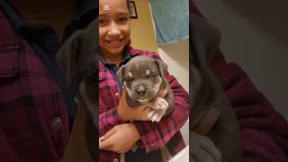 Happy 4 weeks old buddy Royal Kennels Macadamian puppy americanpocketbully shorts [upl. by Alexina]