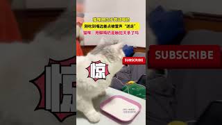 猫咪用爪子尝试喝奶，刚吃到嘴边差点被雷声“送走”，猫咪：用脚喝奶是触犯天条了吗？pets 貓咪 cute [upl. by Phares467]