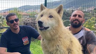 TÜRKİYEDEKİ EN İRİ KANADA KURTLARI  TIMBER WOLF DOGS [upl. by Atthia]