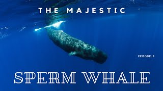 Episode 8 The Majestic Sperm Whale [upl. by Cari]