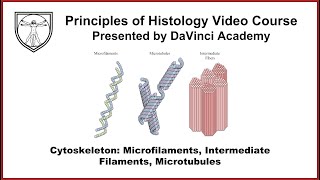 Cytoskeleton Microfilaments Intermediate Filaments Microtubules Cytology 4 of 4 [upl. by Haran]