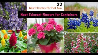 22 Best Heat Tolerant Flowers for Full Sun [upl. by Neffets]