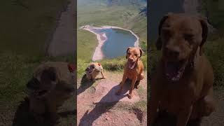 Hungarian Vizsla and Border Terrier at Llyn y Fan Fach Brecon beacons [upl. by Alberta]