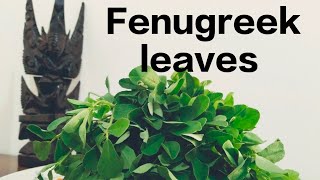 Benefits of Fenugreek leaves Methi saag [upl. by Merkley]