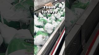 Costcos turkeys are finally here [upl. by Yasdnil338]