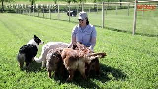 Get to Know Petland Racine Breeders Inside amp Out [upl. by Tnarg]