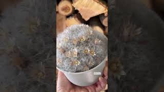 Mammillaria bocasana 2019 growth and flowers  cactus plant [upl. by Teodorico405]