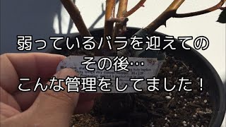 弱っているバラをお迎えしてのその後…こんな管理をしました！ [upl. by Kovacs]