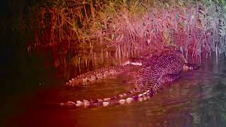 Crocodile courtship and mating bigcrocodile crocodile crocodiles crocodilesmating [upl. by Gnil760]