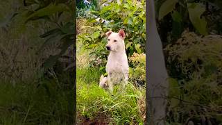 Dog sit on grass puppy doglover cute animals funny doglove dog barking love shortvideo [upl. by Atiekal884]