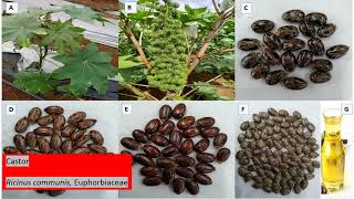 IDENTIFICATION OF OILSEED CROPS [upl. by Adiv]