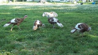 Grass Fed Homestead [upl. by Yendor]