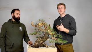 Advanced Bonsai demo Yamadori [upl. by Enneite]