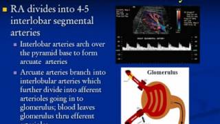 Renal Artery Disease Ultrasound Protocols and Tips [upl. by Trotter118]