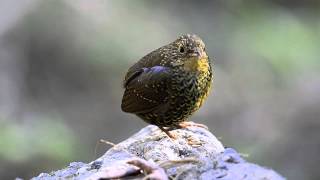 Scalybreasted Wren Babbler [upl. by Sedecrem]