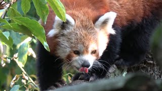 Red Panda  Zoo Brno [upl. by Otilopih125]