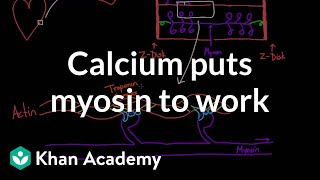 Calcium puts myosin to work  Circulatory system physiology  NCLEXRN  Khan Academy [upl. by Alarise294]