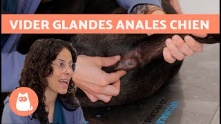 COMMENT VIDER les GLANDES ANALES du CHIEN 🐶😅 QUAND fautil le faire [upl. by Mayce]