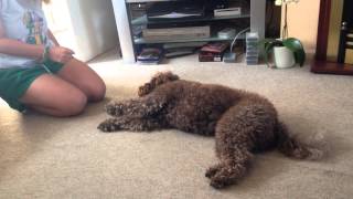 Spanish water dog doing tricks [upl. by Binah]