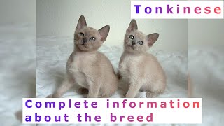 Tonkinese Pros and Cons Price How to choose Facts Care History [upl. by Lunetta406]